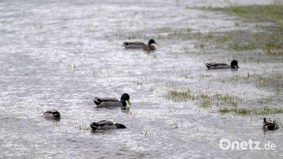 Die Enten erfreuen sich an überschwemmten Wiesen. Bild: Pia Bayer/dpa