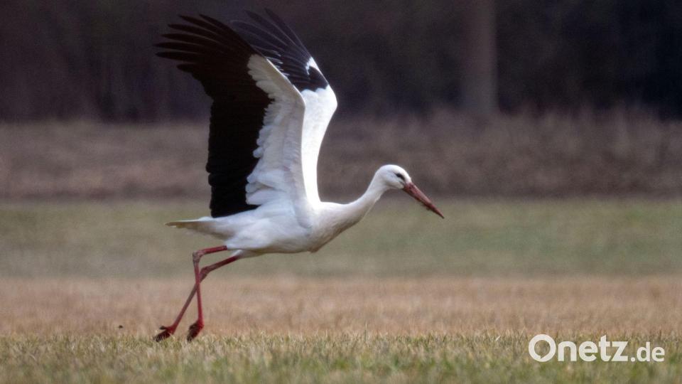 Neben Staren sind auch Störche aus ihren Winterquartieren zurück. Diese überwintern zum Teil inzwischen aber auch in Bayern. (Archivbild) Bild: Pia Bayer/dpa
