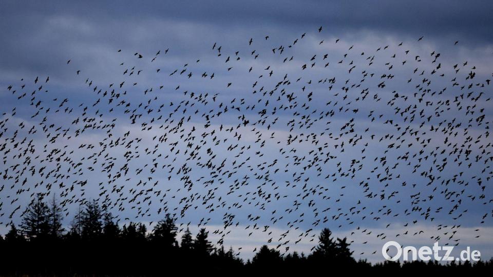 Die Stare sind bereits aus dem Süden zurück und lassen sich in geselligen Trupps blicken. (Archivbild) Bild: Karl-Josef Hildenbrand/dpa