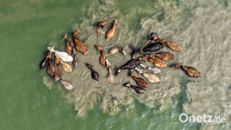 Ein Hirte wäscht sein Vieh im Fluss Brahmaputra in Indien. Bild: Muhammad Amdad Hossain/ZUMA Press Wire/dpa