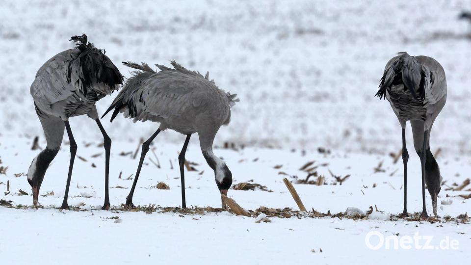 Kraniche suchen auf einem verschneiten Feld bei Kuchelmiß nach Futter. Bild: Bernd Wüstneck/dpa