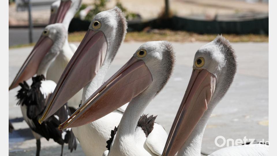 Eine Gruppe Pelikane wartet auf Abfälle, während Fischer ihren Fang am Little Beach in Port Stephens, nördlich von Sydney, reinigen. Bild: Mark Baker/AP/dpa