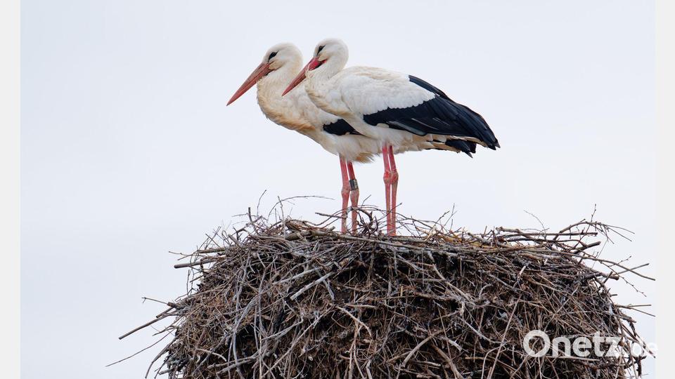 Ein Storchenpaar steht in seinem Nest. Bild: Uwe Anspach/dpa