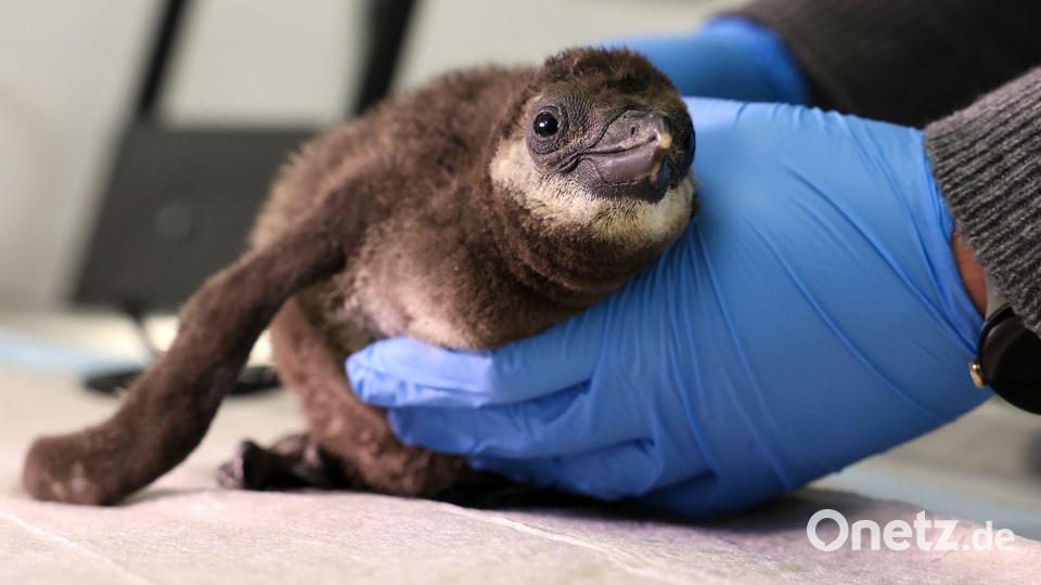 Ein Brillenpinguin-Küken wird im Zoo in Magdeburg ärztlich untersucht. Bild: Peter Gercke/dpa