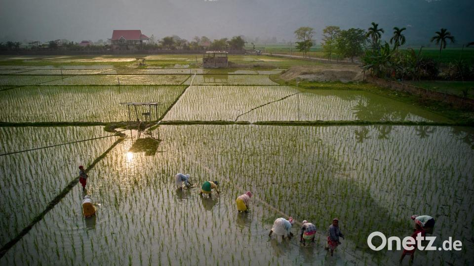 Indische Bauern säen Reissetzlinge auf einem Feld am Stadtrand von Guwahati. Bild: Anupam Nath/AP/dpa