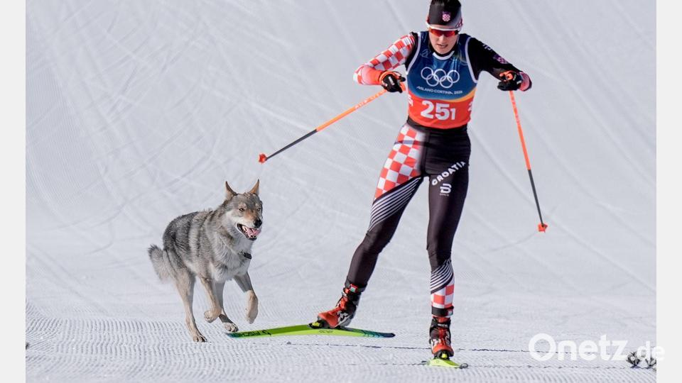 Das Ziel klar vor Augen: Der Tschechoslowakische Wolfshund Nazgul hatte großen Spaß an seinem Auftritt im Langlaufstadion. Bild: Terje Pedersen/NTB/dpa