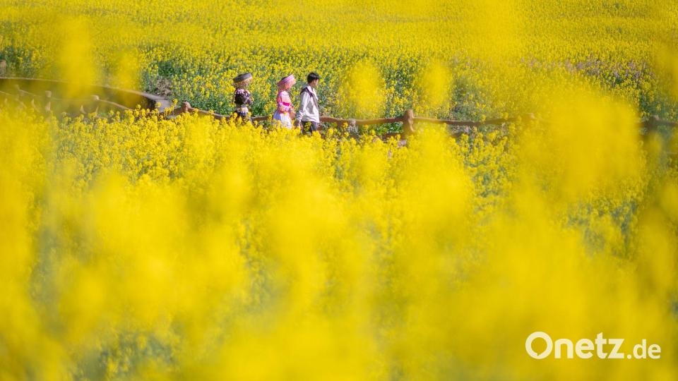 Gelbes Rapsfeld - Frühling in China Bild: Xiong Pingxiang/XinHua/dpa