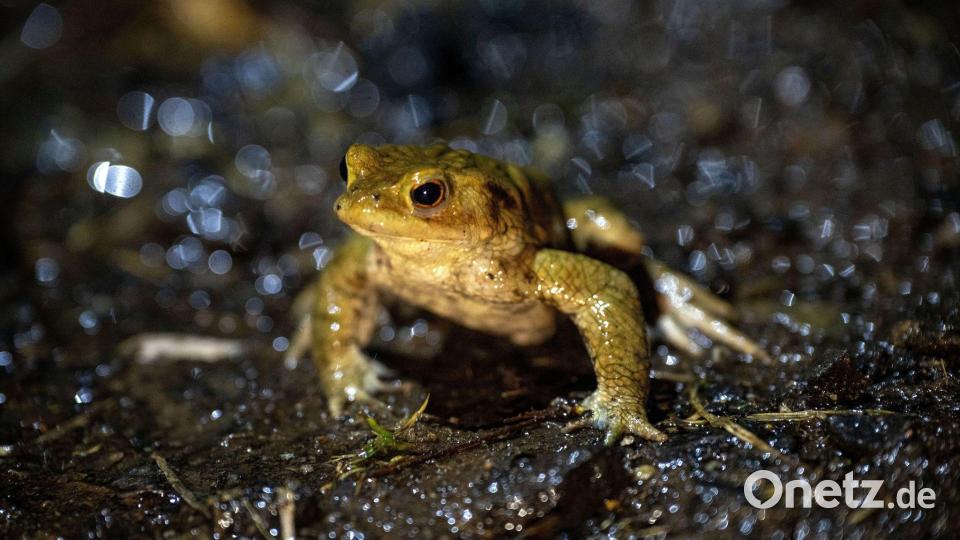 Das mildere Wetter animiert vielerorts in Bayern Frösche und Kröten zu ihren alljährlichen Wanderungen. (Archivbild) Bild: Pia Bayer/dpa