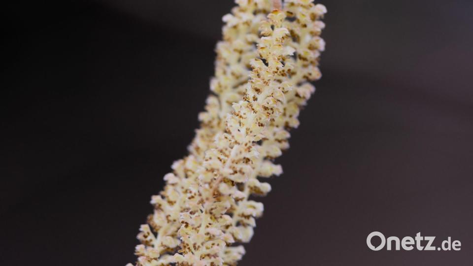 Kurz vorm Abflug - Pollensaison geht los Bild: Rolf Vennenbernd/dpa