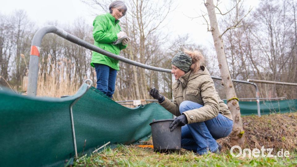 Mit Schutzzäunen wollen Tierschützer verhindern, dass die Amphibien an Straßen zu Tode kommen. (Archivbild) Bild: Nicolas Armer/dpa