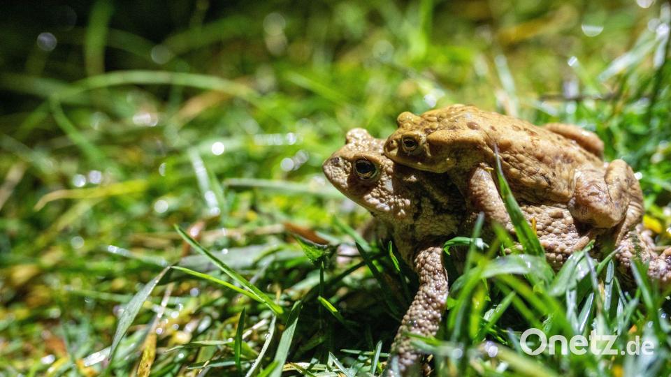 Im Stadtgebiet Amberg sind unter anderem die Erdkröte, der Grasfrosch, der Teichmolch und der Bergmolch heimisch. Die Amphibien beginnen in diesen Tagen ihre jährliche Wanderung zu den Laichgewässern – der Verkehr ist eine große Gefahr für die Tiere. Symbolbild: Pia Bayer/dpa