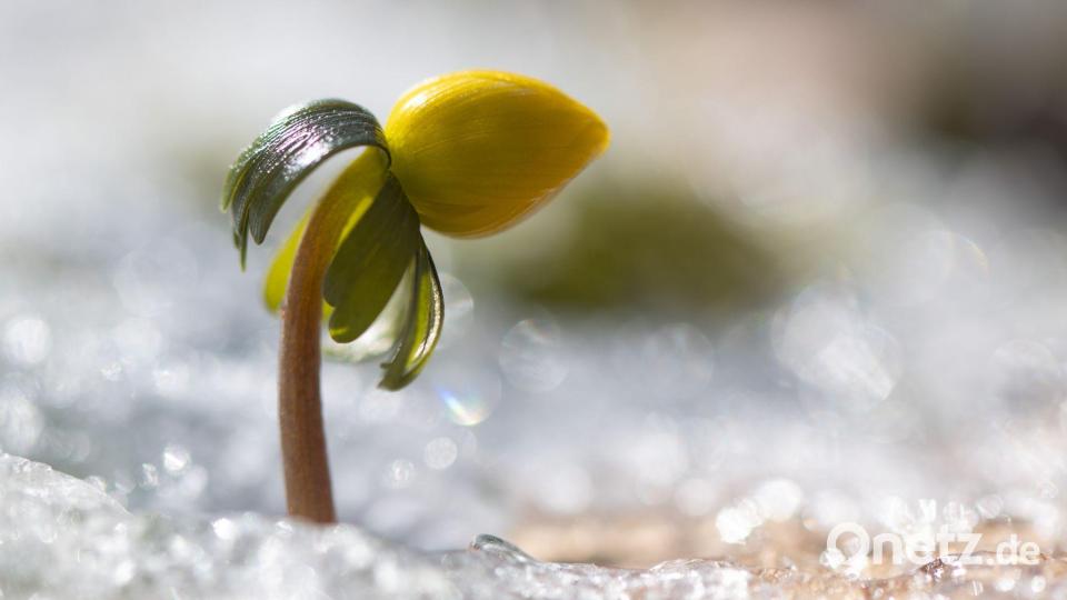Bis 20 Grad und sogar noch wärmer kann es stellenweise werden. (Archivbild) Bild: Sebastian Kahnert/dpa