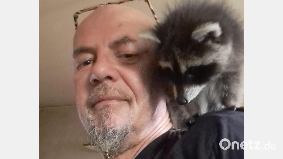 Andreas Brucker versorgt bei Weitem nicht nur wildlebende Katzen im Bereich Kulmain, Immenreuth und Haidenaab. Schon unzählige Tiere wie dieser Waschbär haben bei ihm ein (vorübergehendes) Zuhause gefunden. Bild: Andreas Brucker