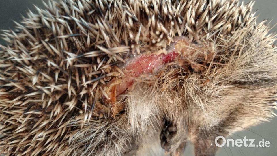 Der Kontakt mit den messerscharfen Klingen eines Mähroboters kann für Igel schwere Schnittverletzungen zur Folge haben oder auch tödlich enden. (Archivbild) Bild: Editha Schneider/Forschungsverbund Berlin e.V. (FVB)/dpa
