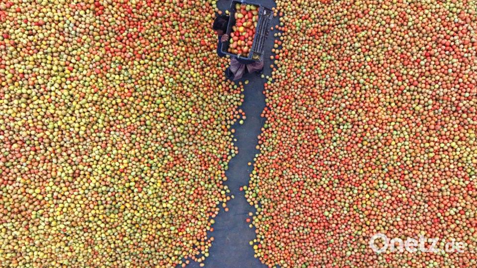 Tomaten auf dem Großmarkt in Bangladesch Bild: Syed Mahabubul Kader/ZUMA Press Wire/dpa