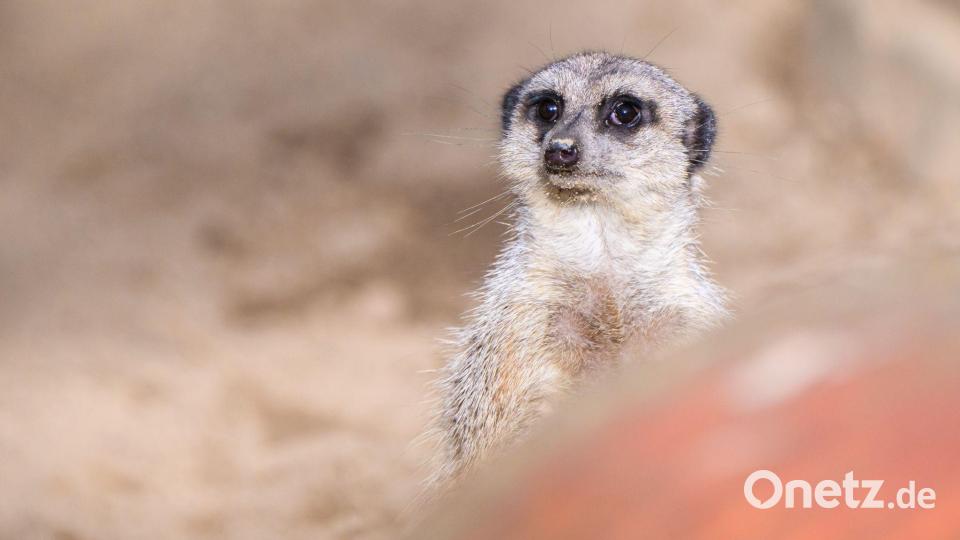 Frühling in Sicht Bild: Julian Stratenschulte/dpa