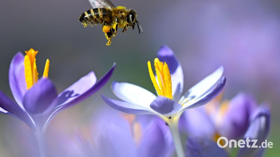 Bienen fliegen wieder Bild: Sven Hoppe/dpa