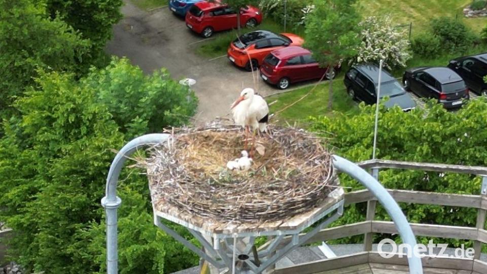 Mittels der städtischen Drohne wurde im vergangenen Jahr das Geheimnis gelüftet: Die Störche hatten gleich zwei Jungtiere. Archivbild: Stadt Vohenstrauß/exb