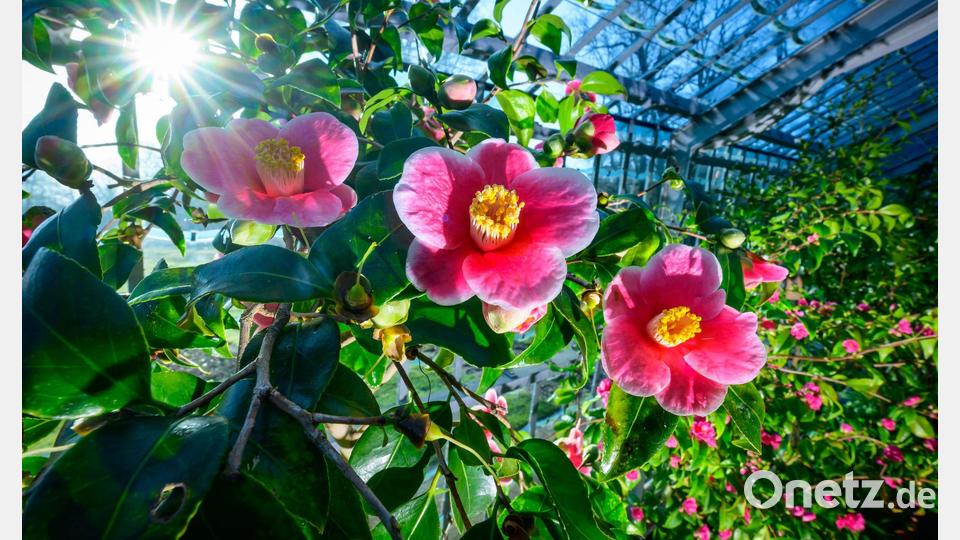 Milde Temperaturen sind für die nächsten Tage vorhergesagt. Bild: Patrick Pleul/dpa