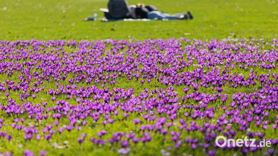 Krokusse am Rhein Bild: Rolf Vennenbernd/dpa