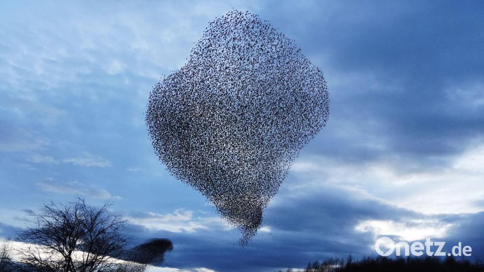 Stare am Himmel Bild: Owen Humphreys/PA Wire/dpa