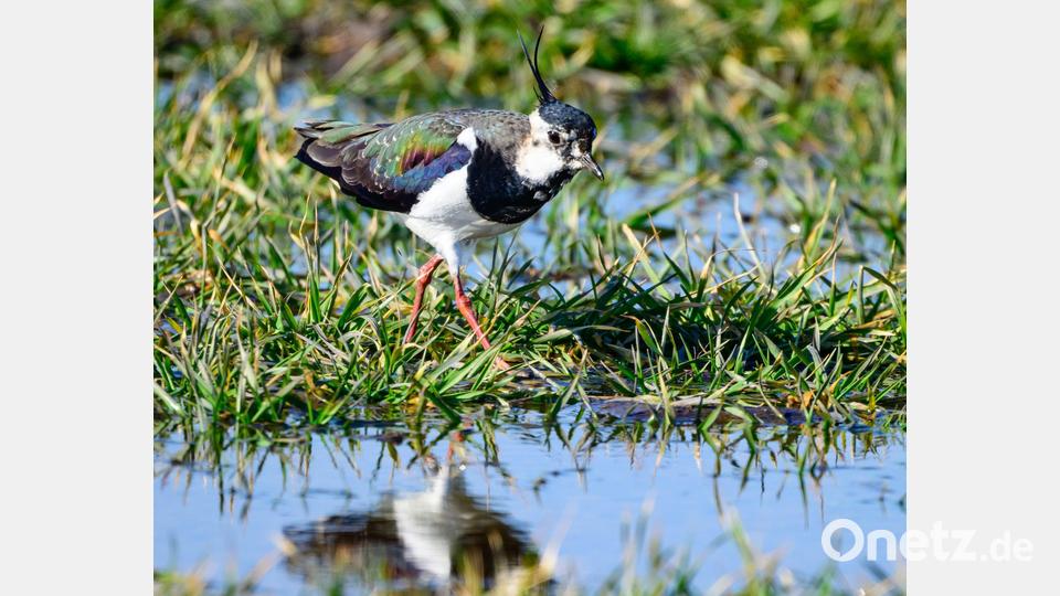 Ein Kiebitz ist auf Nahrungssuche im Oderbruch. Die Vögel gelten auch als Frühlingsboten. Bild: Patrick Pleul/dpa