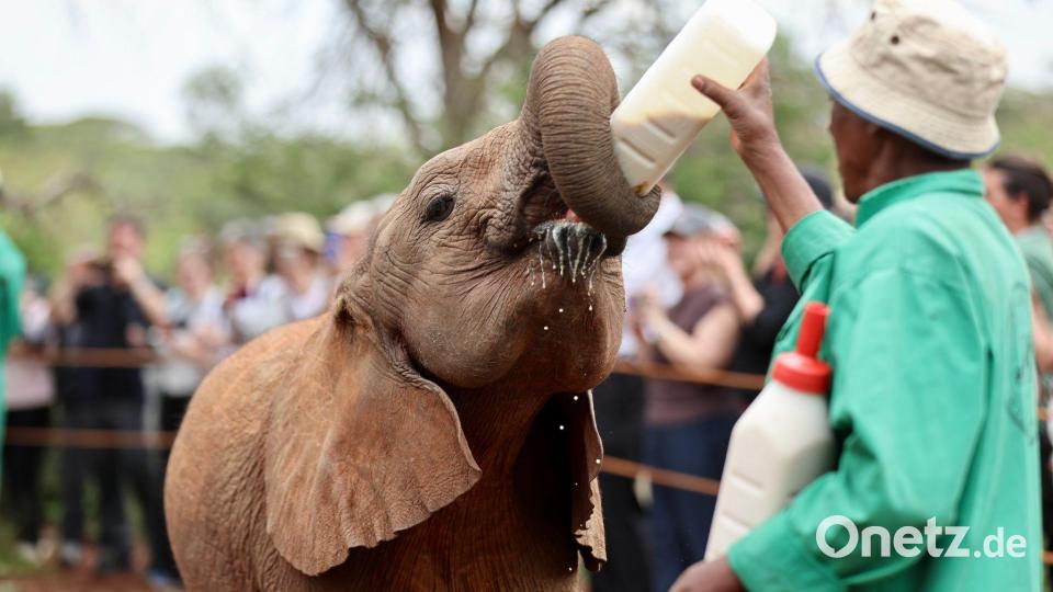 Ein Tierpfleger füttert einen Elefanten im Elefantenwaisenhaus in Nairobi. Bild: Geng Xinning/Xinhua/dpa