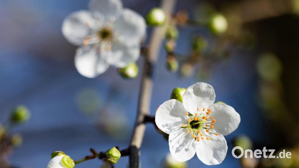 Erste Baumblüten Bild: Rolf Vennenbernd/dpa