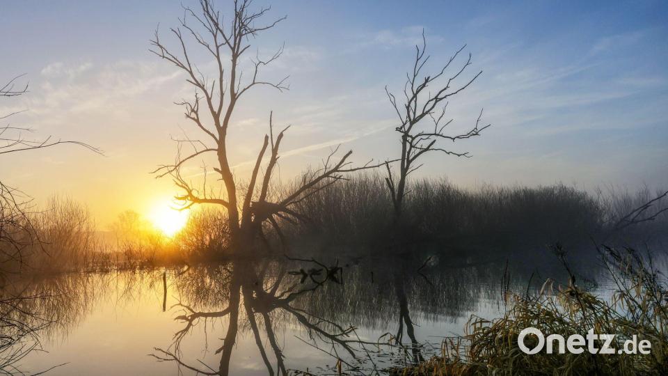 Hinter einem Biotop in Riedlingen geht am Morgen die Sonne auf. Bild: Thomas Warnack/dpa