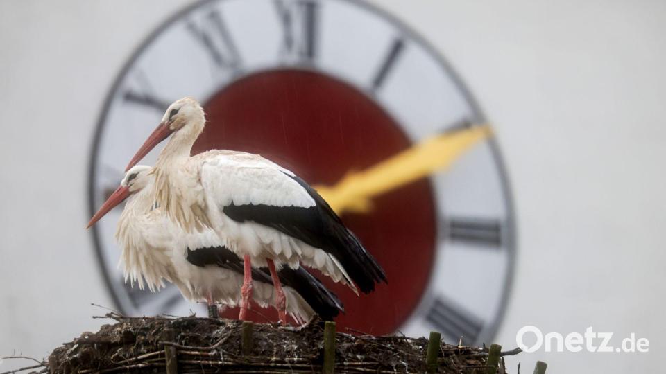 Zwei Störche stehen im Regen zu Frühlingsbeginn. Bild: Thomas Warnack/dpa