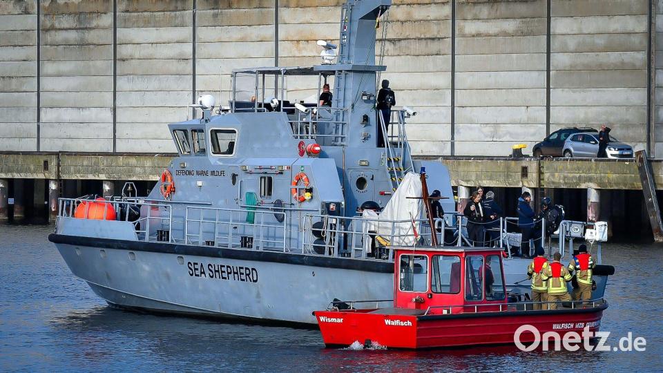 Die Meeresschutz-Organisation Sea Shepherd fuhr mit einem Schiff zu dem Wal. Bild: Tom Schultz/WISMAR.FM/dpa