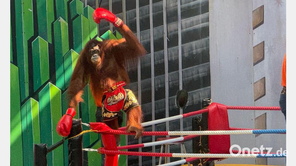 Siegerpose eines Orang-Utans – aber Gewinner sind nur die Betreiber. Bild: Carola Frentzen/dpa