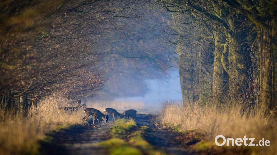 Rehe sind morgens im Oderbruch unterwegs. Bild: Patrick Pleul/dpa