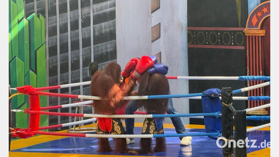 Tierschützer sind entsetzt über die Box-Spektakel. Bild: Carola Frentzen/dpa