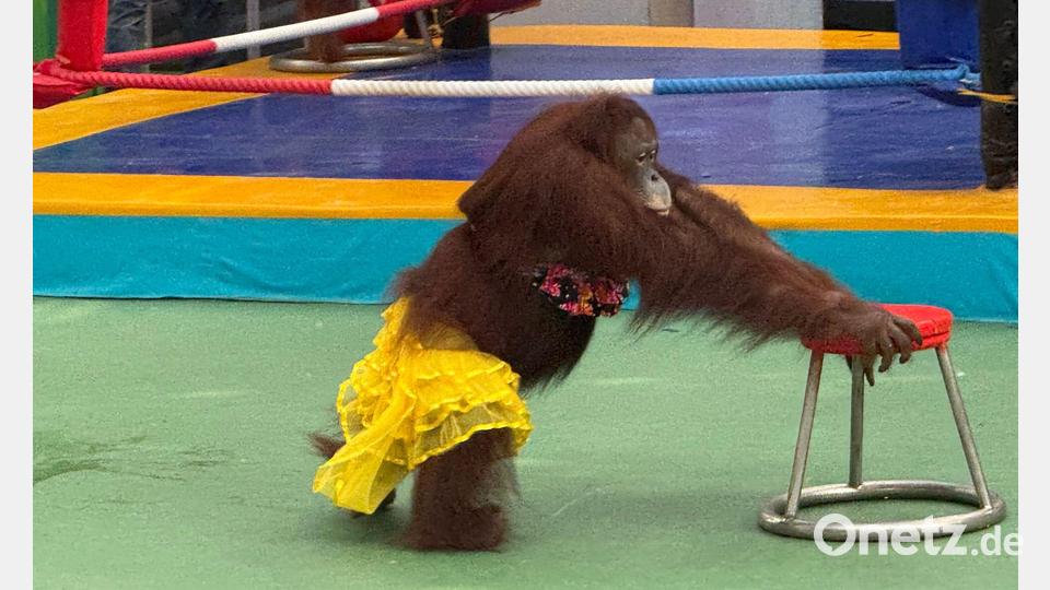 Ein Orang-Utan-Weibchen bei einer umstrittenen Bühnenshow. Bild: Carola Frentzen/dpa