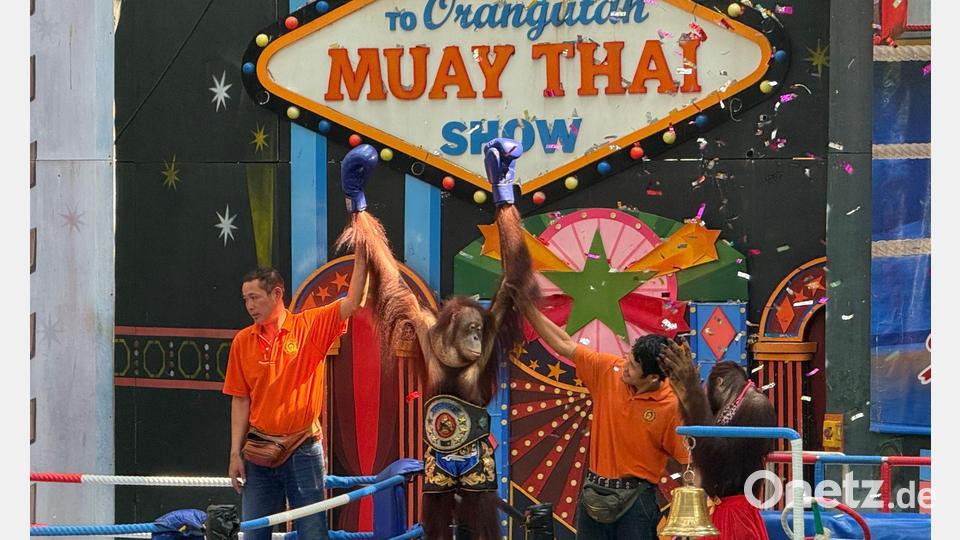Orang-Utans boxen in einem Freizeitpark nahe Bangkok. Bild: Carola Frentzen/dpa
