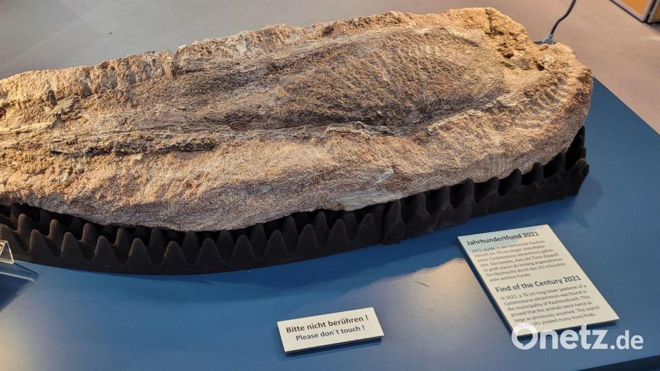 Ein Unterkieferknochen-Fossil wird derzeit in Hof ausgestellt. Bild: -/Landesamt für Umwelt (LfU)/dpa