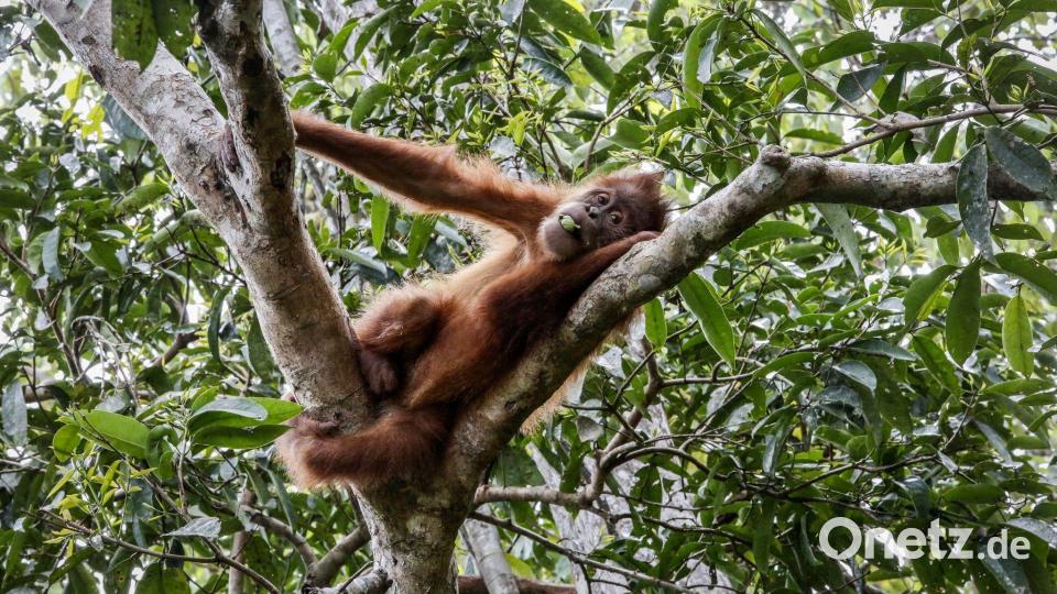 So leben Orang-Utans in der Wildnis: Entspannt in den Baumwipfeln. (Symbolbild) Bild: Hotli Simanjuntak/EPA/dpa
