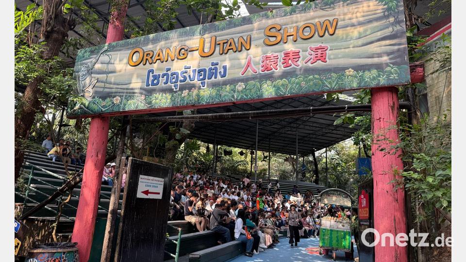 Die Orang-Utan-Shows sind weiter beliebt. Bild: Carola Frentzen/dpa
