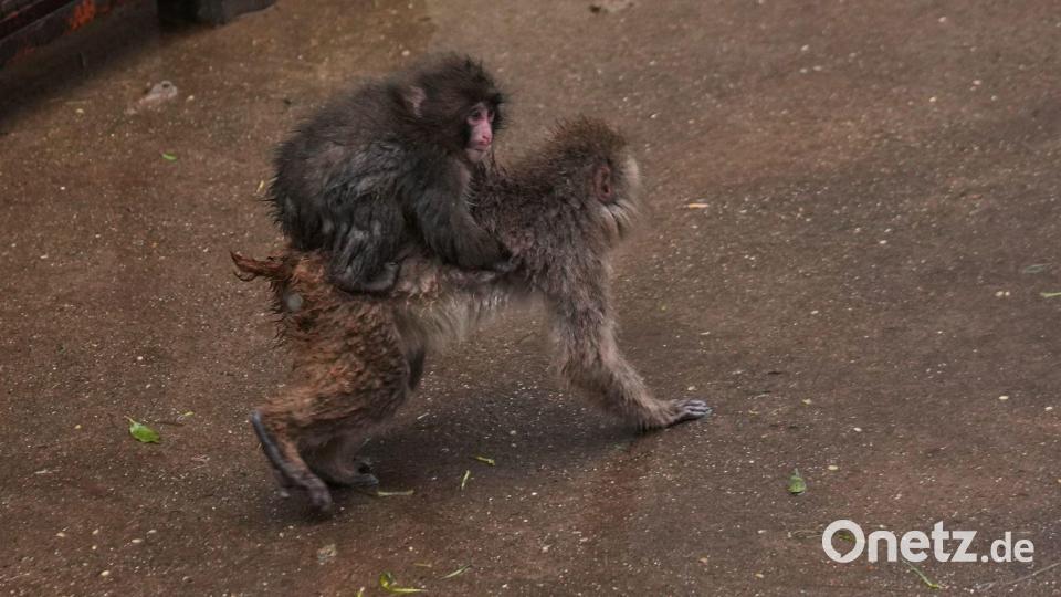 Punch, ein am 26. Juli 2025 geborener japanischer Makake, klettert auf den Rücken eines anderen Affen auf dem Affen-Spielplatz des Ichikawa-Zoos in Tokios östlicher Nachbarstadt. Bild: Hiro Komae/AP/dpa