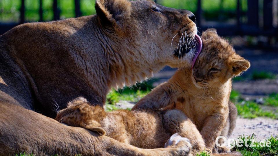 Löwenmama Gina genießt die Sonne mit ihrem Nachwuchs im Kölner Zoo. Bild: Henning Kaiser/dpa