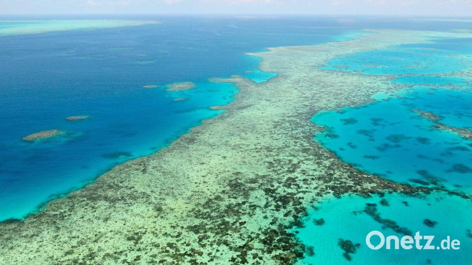 Das Great Barrier Reef gehört zu den größten Naturwundern der Erde - Haiangriffe sind hier aber selten. (Archivbild) Bild: Uncredited/Kyodo News via AP/dpa
