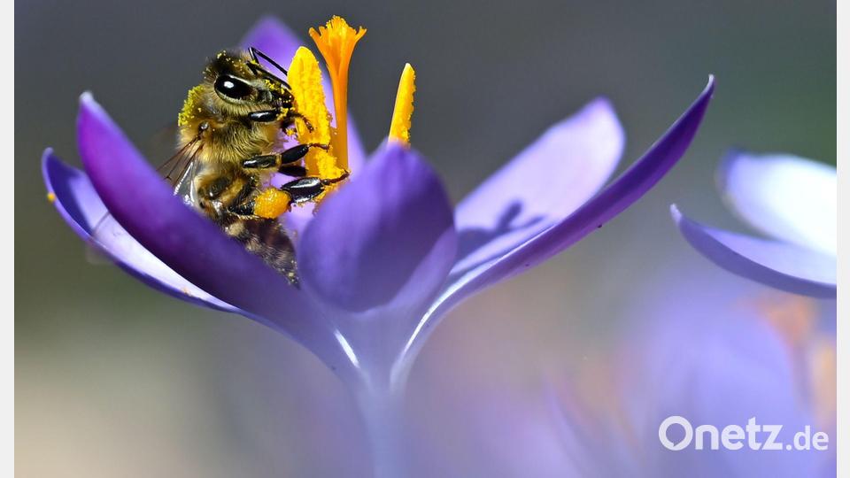 Das warme Wetter lockt auch Bienen hervor. (Archivbild) Bild: Sven Hoppe/dpa
