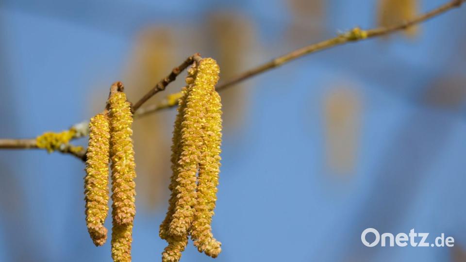 Die Kehrseite des Frühlings: Haselnusspollen, die bei manchen Menschen Allergien auslösen. (Archivbild) Bild: Thomas Warnack/dpa