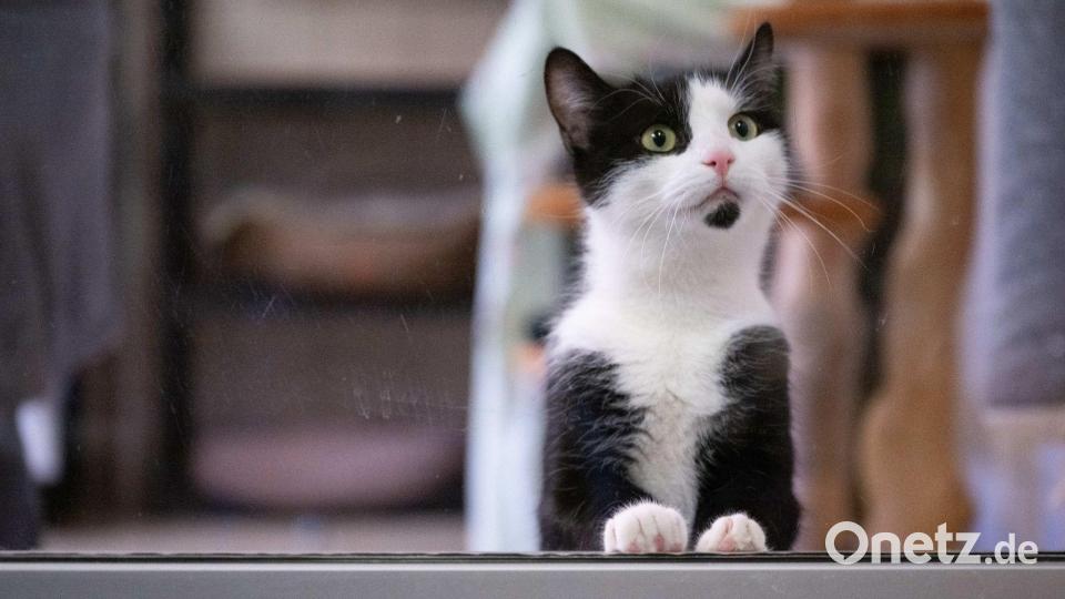 Eine Katze schaut auf die Besucher im Tierheim Dresden. Bild: Sebastian Kahnert/dpa