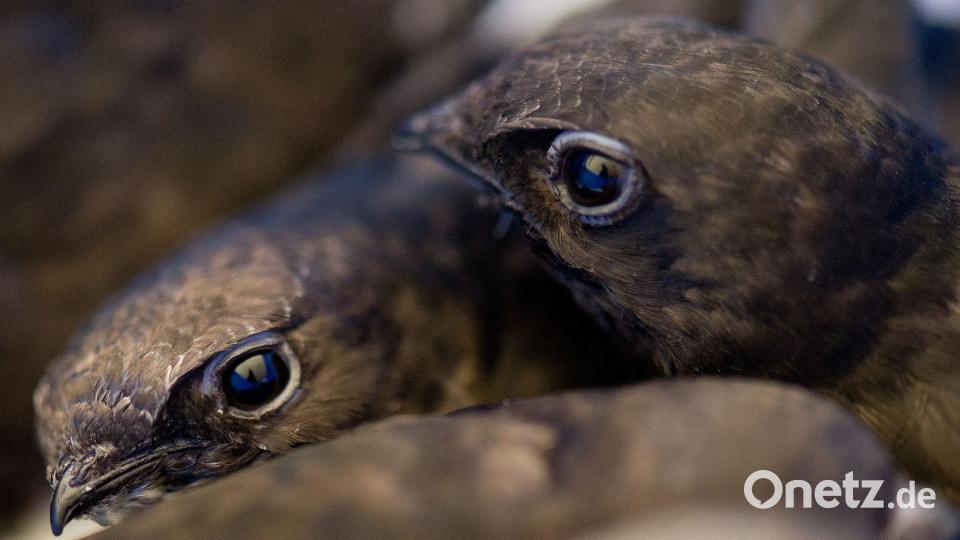 Mauersegler kehren erst Ende April oder Anfang Mai aus ihrem Winterquartier zurück. (Archivbild) Bild: Boris Roessler/dpa