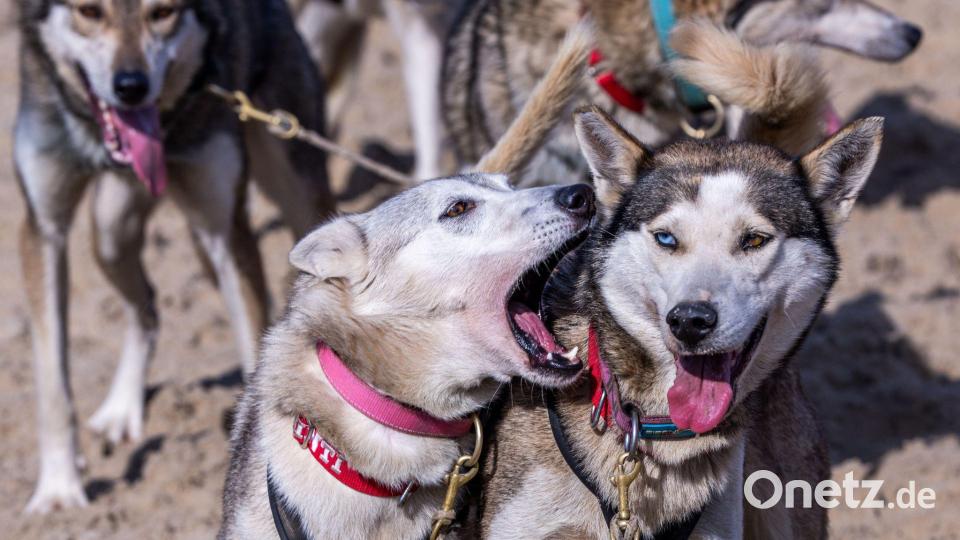 Mehr als 500 Huskys kamen in die Kaiserbäder. Bild: Jens Büttner/dpa