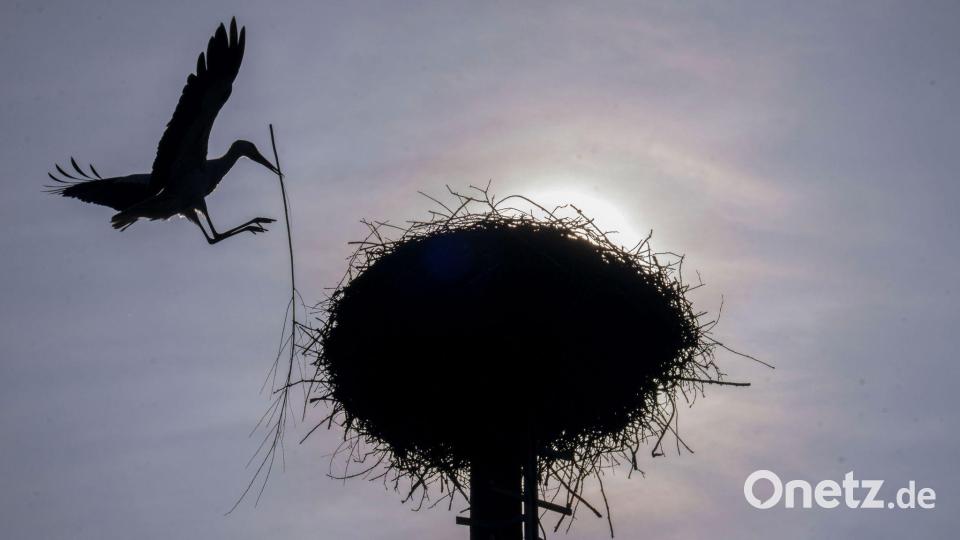 Die Silhouette eines Storchs zeichnet sich im Gegenlicht der Sonne ab, während er mit einem Zweig im Schnabel auf seinem Horst in Untermerzbach landet. Bild: Pia Bayer/dpa