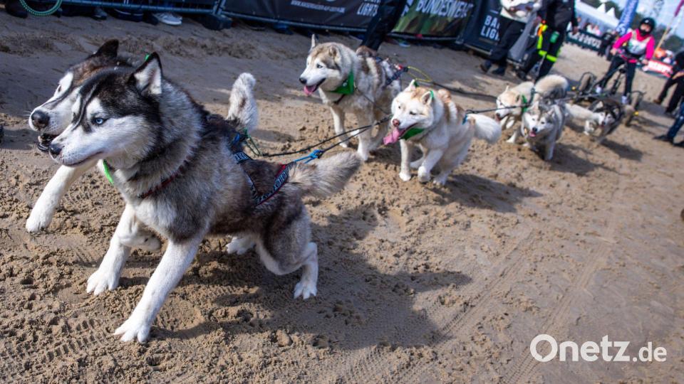 Bei dem Event wird alljährlich Geld für die Welthungerhilfe gesammelt. Bild: Jens Büttner/dpa