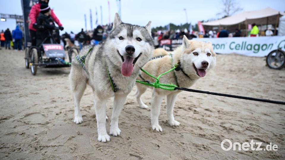 Im vergangenen Jahr kamen laut Veranstalter 90.000 Euro für den guten Zweck zusammen. Bild: Philip Dulian/dpa